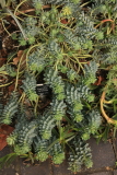 Euphorbia myrsinites RCP2-2019 (37).JPG